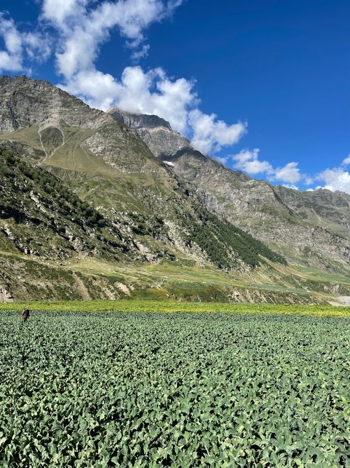 Free A vibrant cabbage field set against the stunning backdrop of the Himalayas under a clear blue sky. Stock Photo