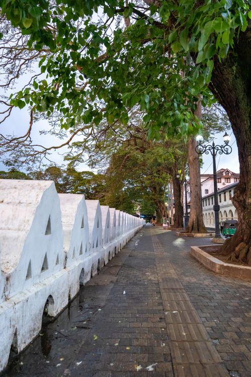 Free Tree-lined street in Kandy, Sri Lanka, showcasing colonial architecture and serene atmosphere. Stock Photo