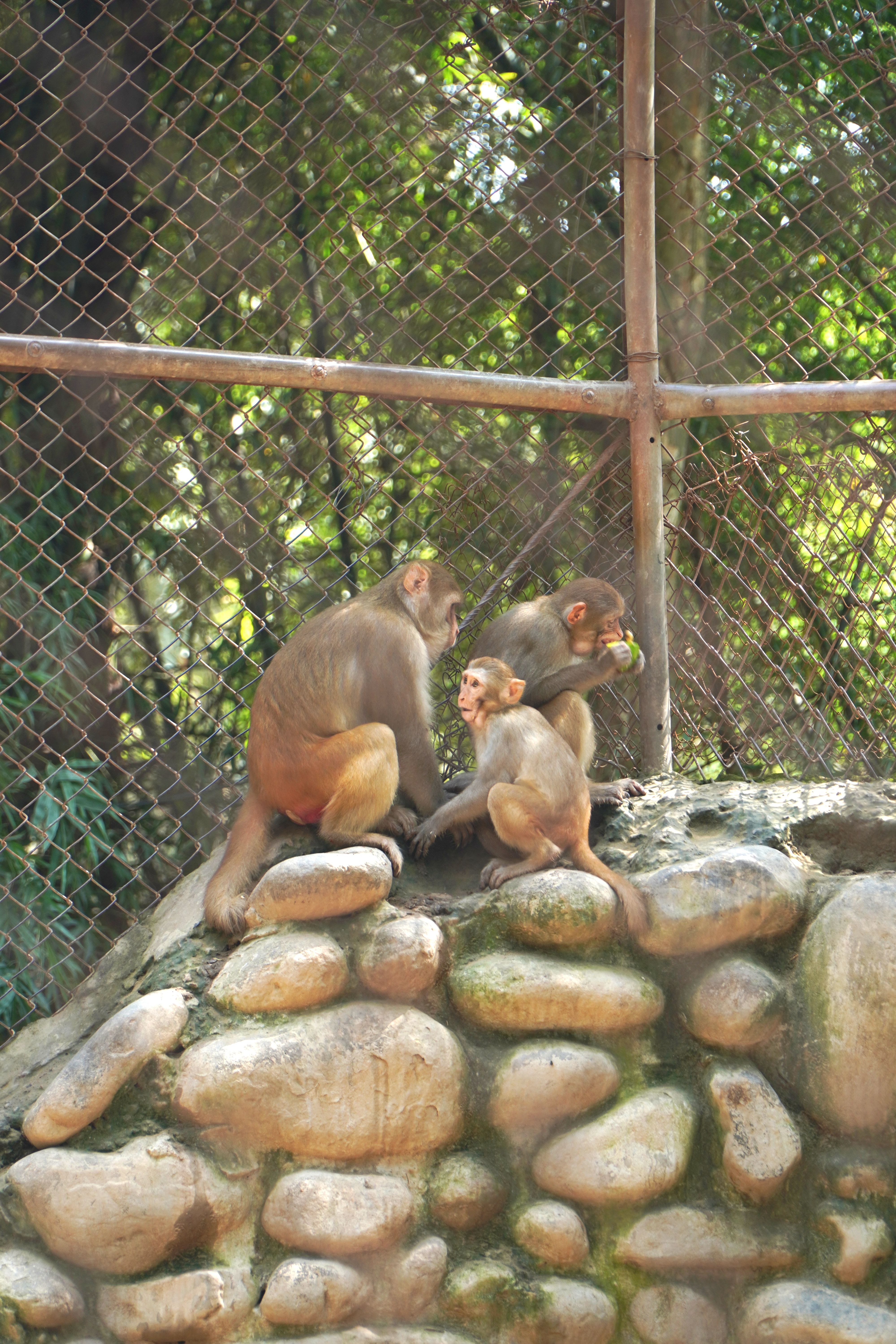 Fotomural Macacos Rhesus interactuando en un recinto de zoológico, mostrando el comportamiento social de los primates.