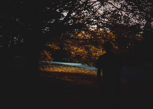 Free stock photo of autumn, autumn leaves, fall