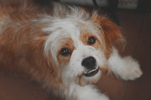 бесплатная длинношерстный коричнево белый пес Стоковое фото