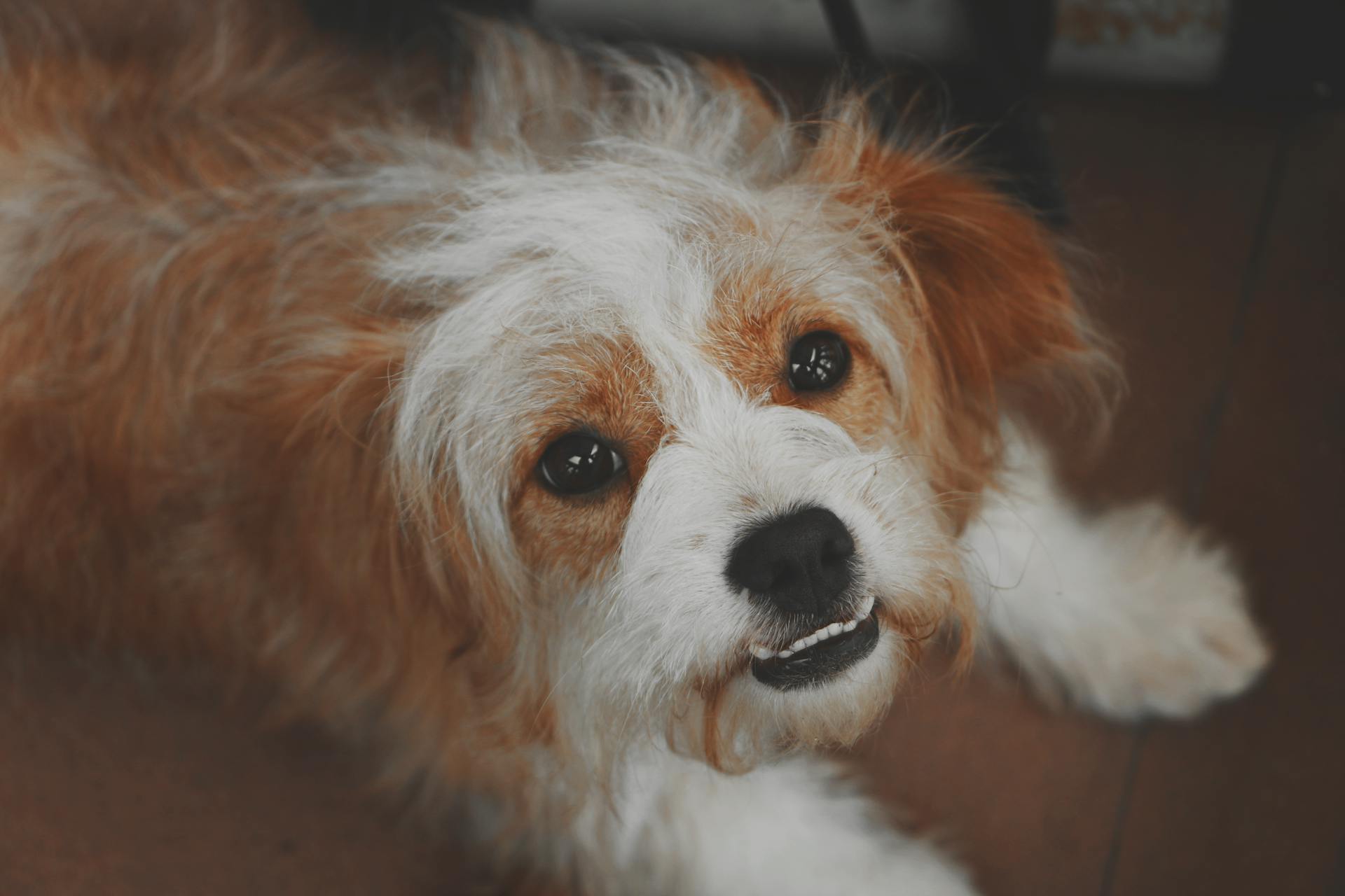 Chien brun et blanc à poils longs