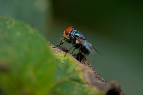 Free Detailed macro shot of a colorful blowfly perched on a leaf, showcasing iridescent colors and nature's beauty. Stock Photo