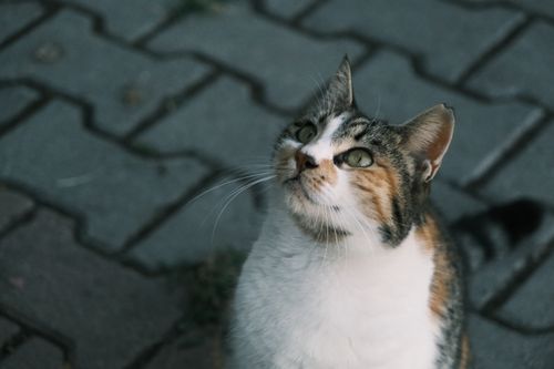 Free Close-up of a calico cat looking upwards while sitting on a stone pavement. Stock Photo