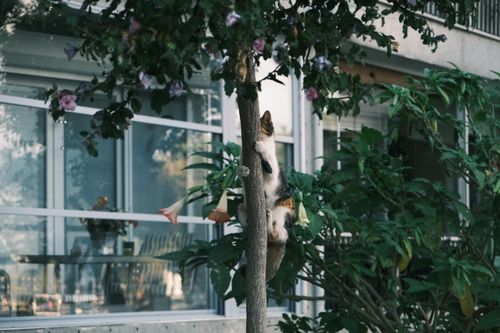 Free A cat climbs a tree beside a floral bush with a building in the background, exuding curiosity and agility. Stock Photo