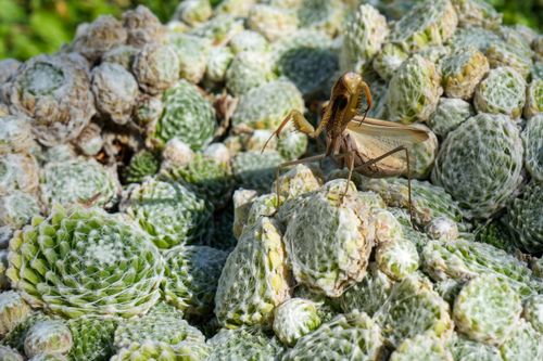Free A detailed close-up of a praying mantis on woolly rosette succulents under sunlight. Stock Photo