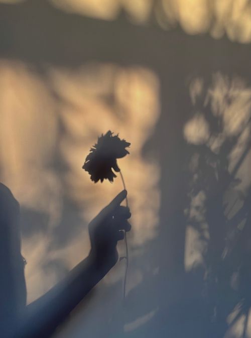 Free Artistic silhouette of a hand holding a flower against a sunset backdrop. Stock Photo