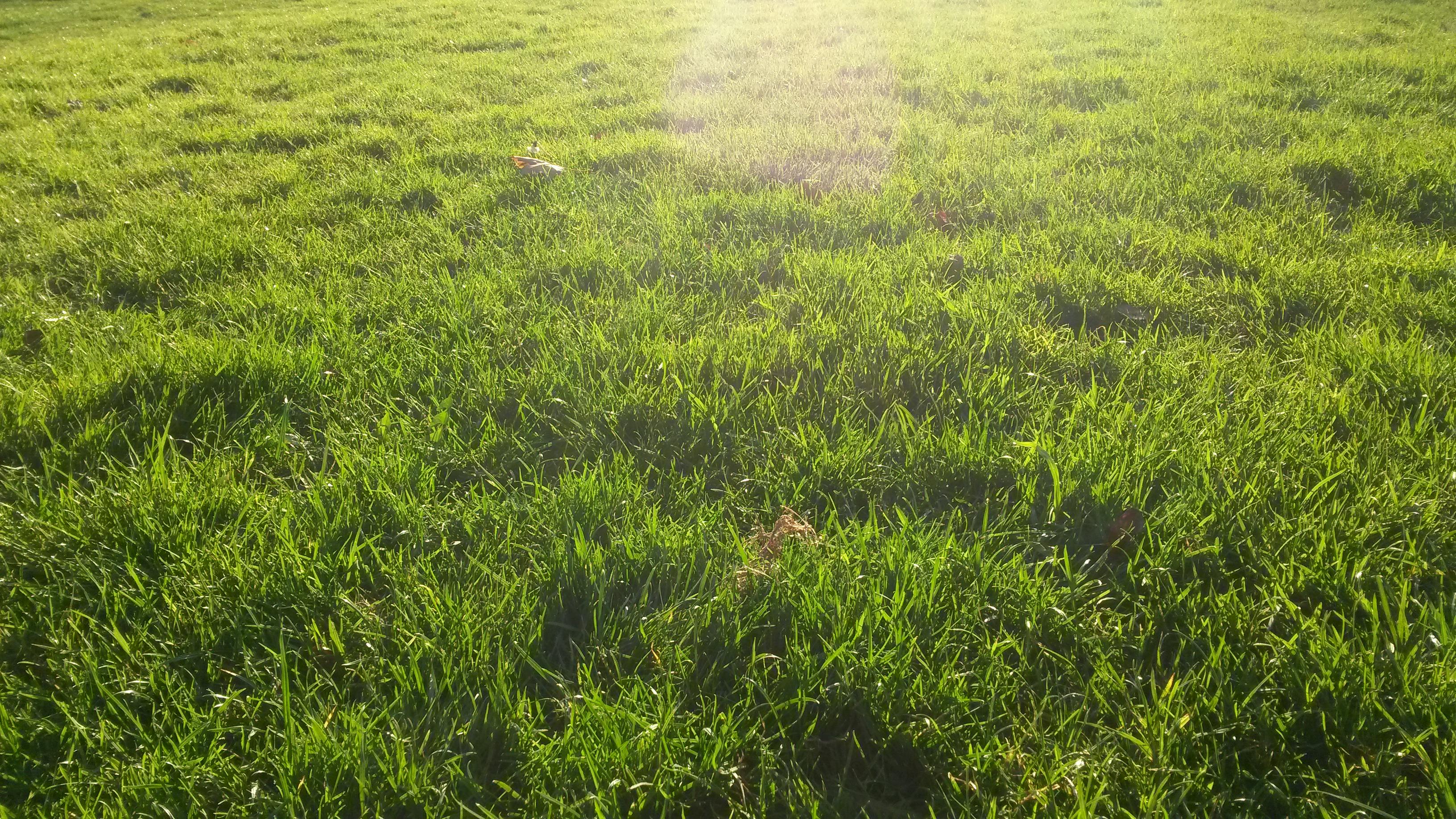 Free stock photo of city park, grass, green