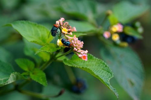Free Close-up of colorful flies on lantana flowers showcasing nature's intricate details. Stock Photo
