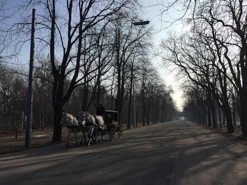 Ingyenes stockfotó perspektíva, városi park témában