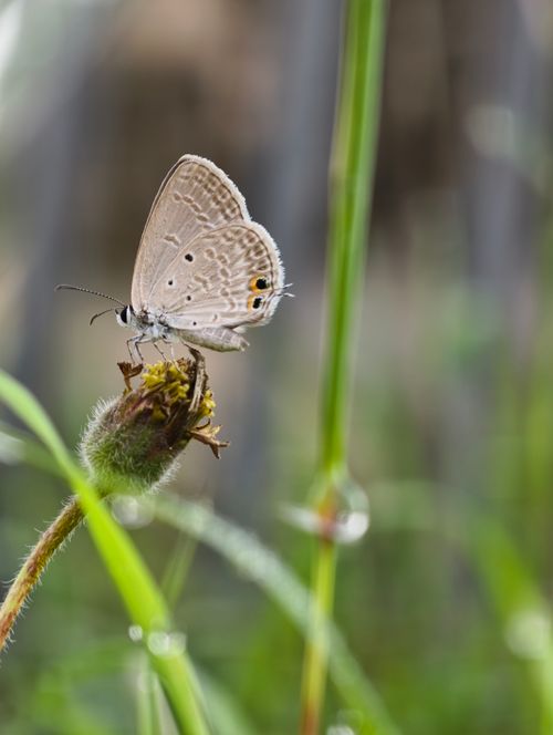 Free Close-up of butterfly on budding flower with dewdrops in Nagka, India. Stock Photo
