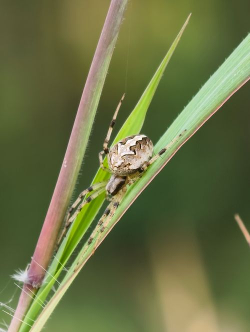 Free Macro image of a spider perched on a green grass blade in Nagka, India. Stock Photo