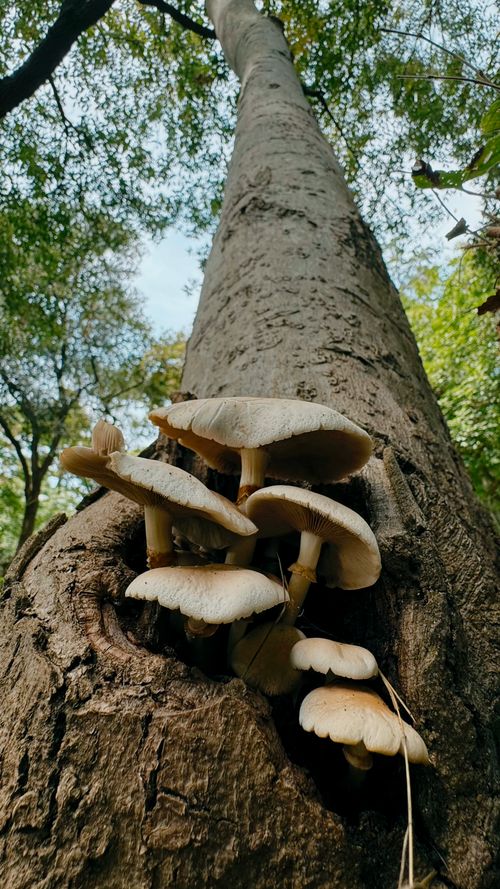 Free Close-up of mushrooms growing on a tree in a vibrant forest. Stock Photo