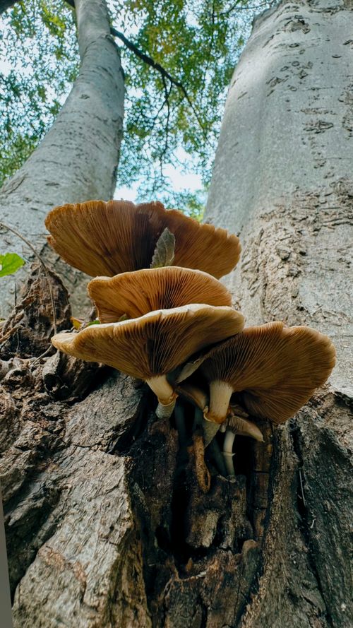 Free Close-up of brown mushrooms on an old tree trunk in a forest. Stock Photo