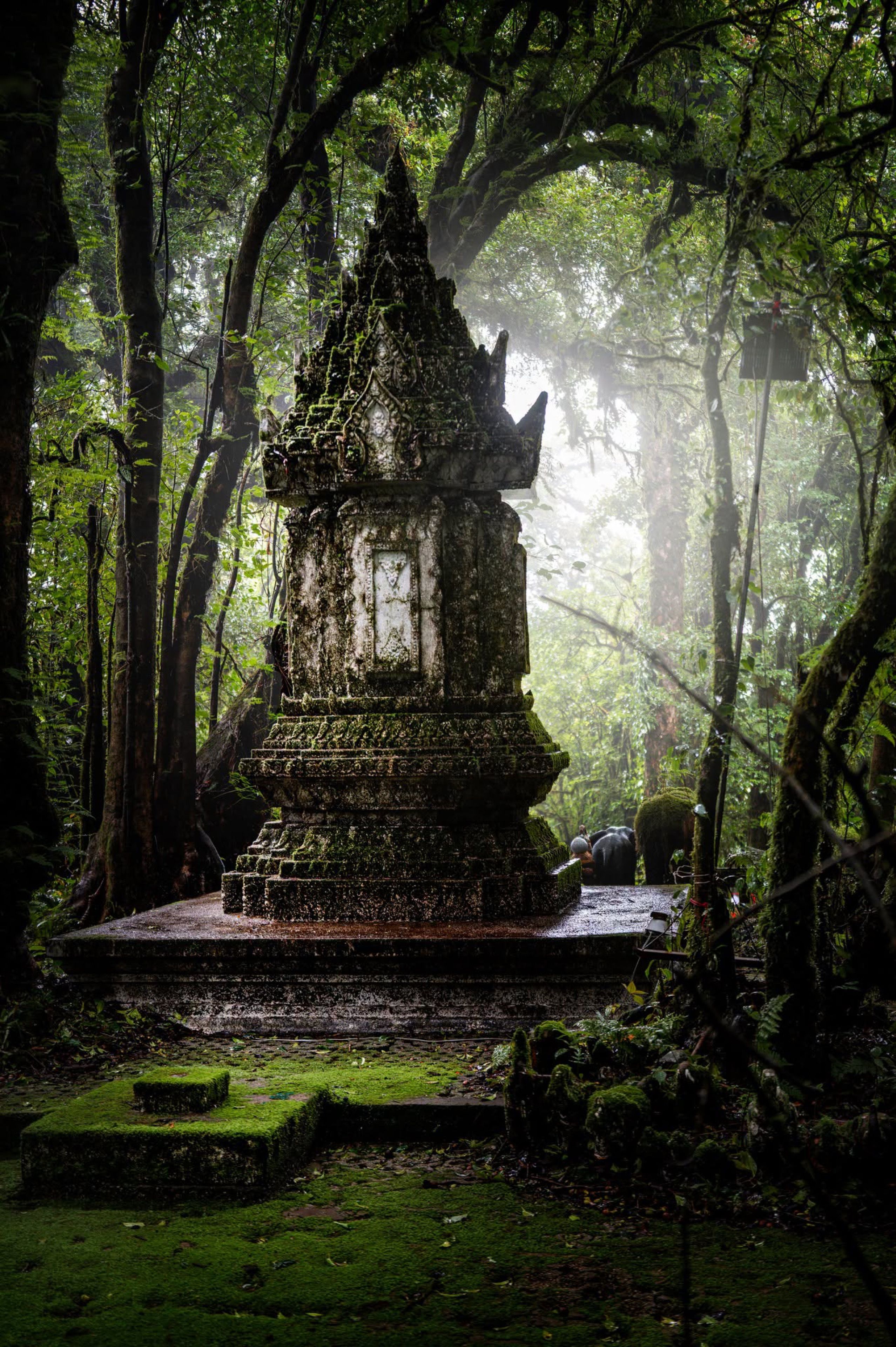 A Tree In A Forest A Collection Of Ajahn Chah S Similes