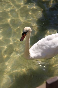 Elegant white swan gliding on sparkling water in Ankara, Türkiye on a sunny day.