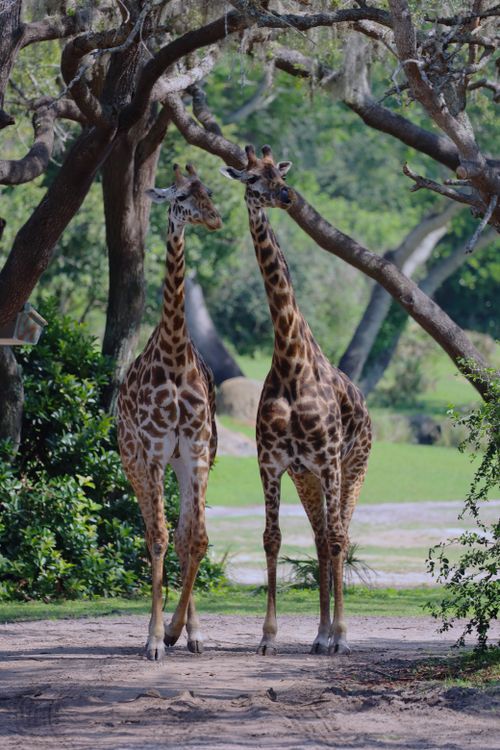 Free Two giraffes gracefully walking side by side under the natural tree archway. Stock Photo