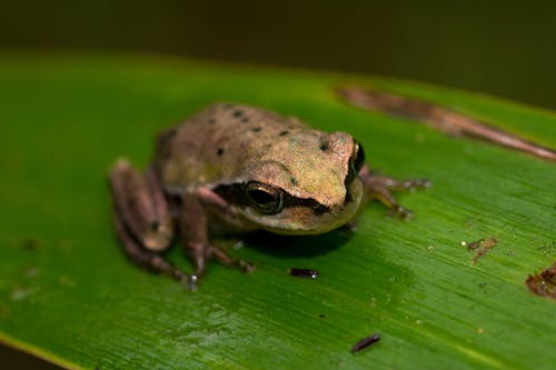 Frog On Green Leaf