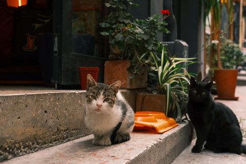 Free Two cats sitting on urban steps surrounded by potted plants, creating a cozy street scene. Stock Photo