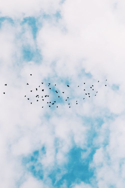 Free A flock of birds flying against a vibrant blue sky with scattered clouds in Samsun, Türkiye. Stock Photo