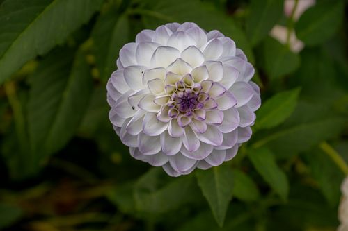Free Close-up of a purple and white dahlia flower in full bloom, showcasing intricate petal patterns. Stock Photo