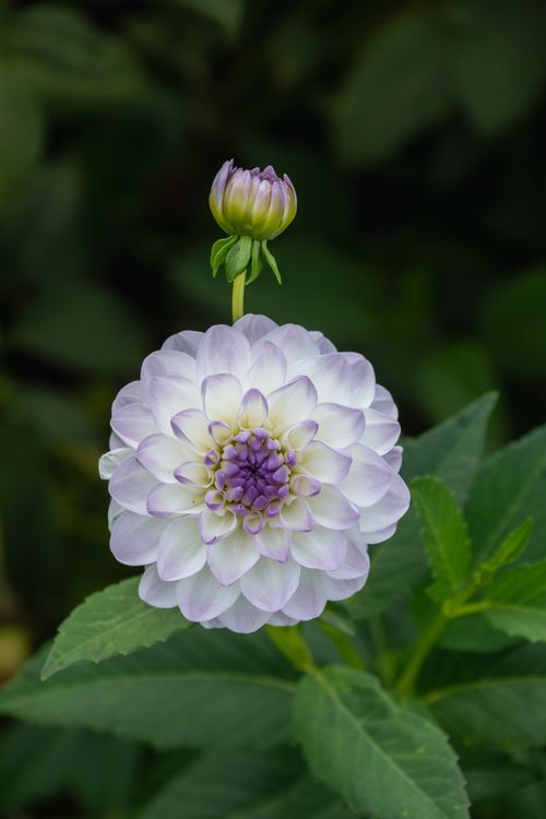 Free Close-up of a purple dahlia flower and bud against a lush green background. Stock Photo