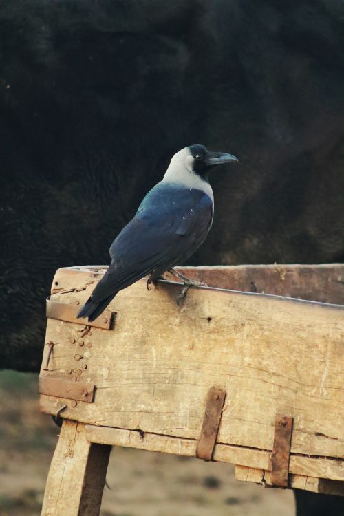 Free A hooded crow sits on a wooden cart, showcasing rustic outdoor scenery. Stock Photo