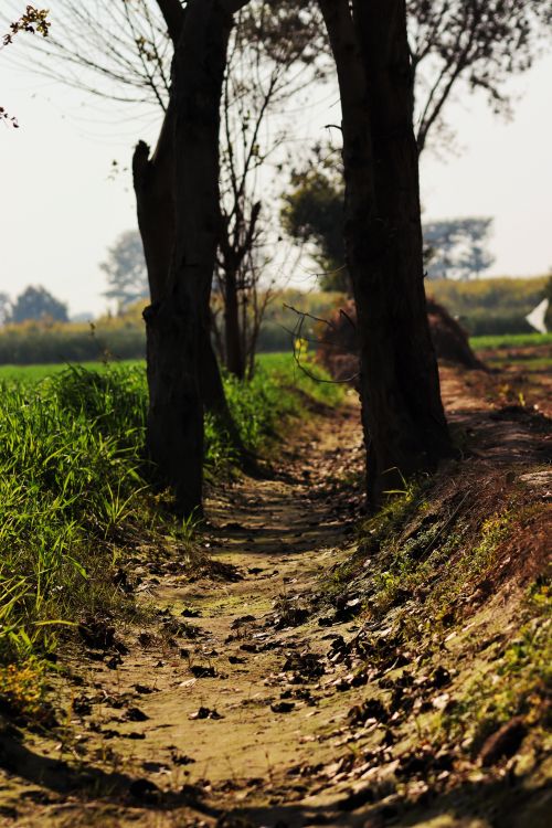 Free A tranquil dirt path winds through trees in a rural countryside setting. Stock Photo