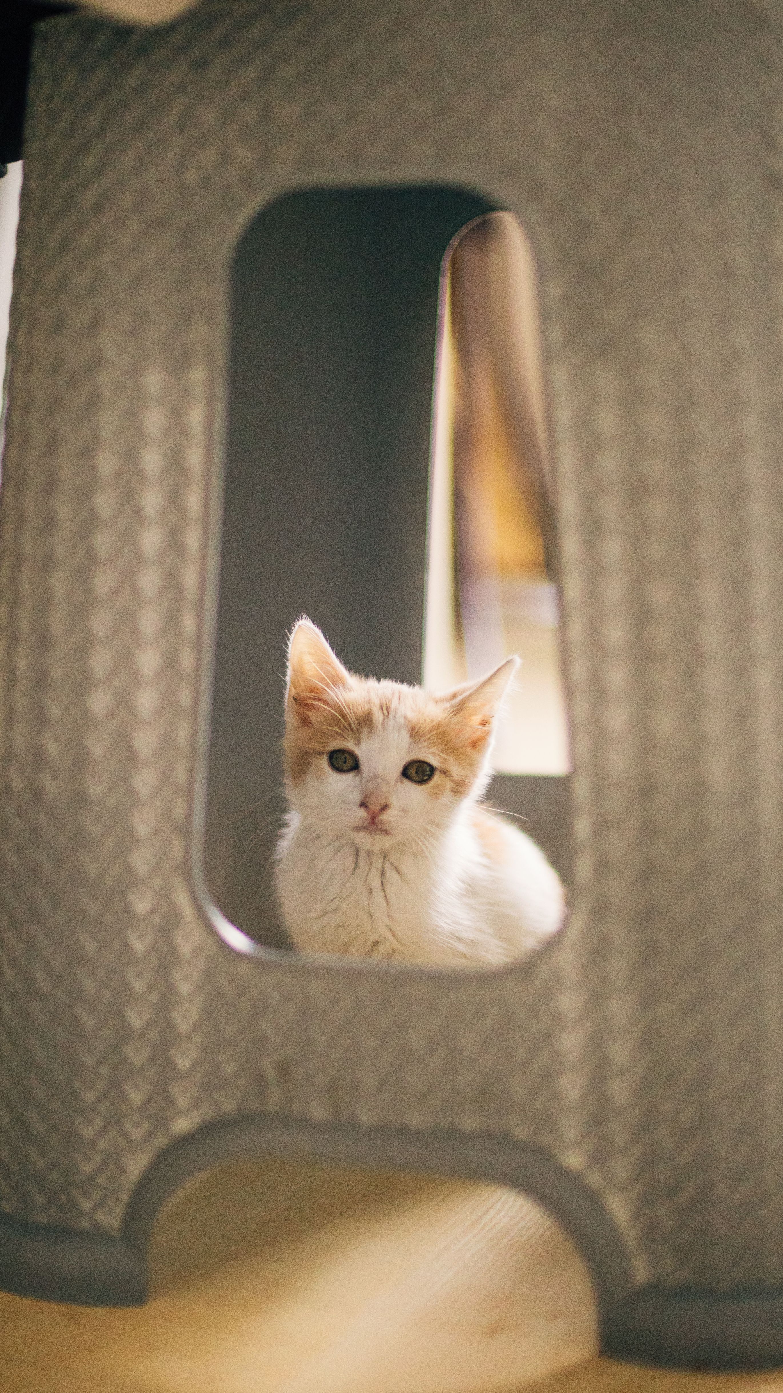 Adorable kitten gazing curiously through a stool opening indoors.