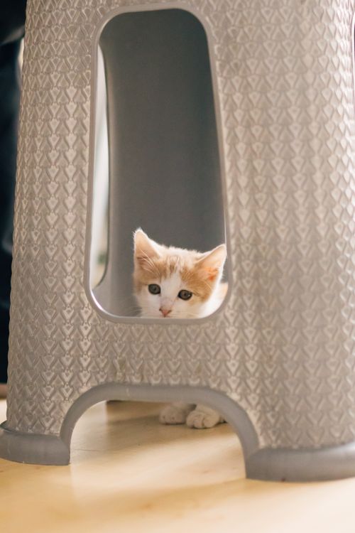 Free Adorable kitten looks out from under a textured plastic stool, creating a playful indoor moment. Stock Photo