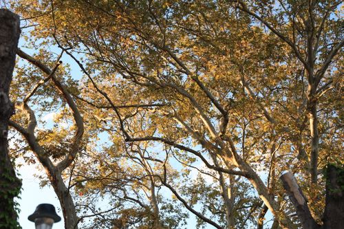 Free Sunlight shines through golden autumn leaves, creating a warm, scenic view. Stock Photo