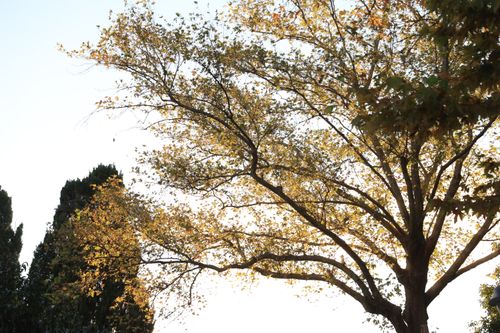 Free Beautiful golden-hued tree in autumn illuminated against a clear sky, showcasing the serenity of nature. Stock Photo