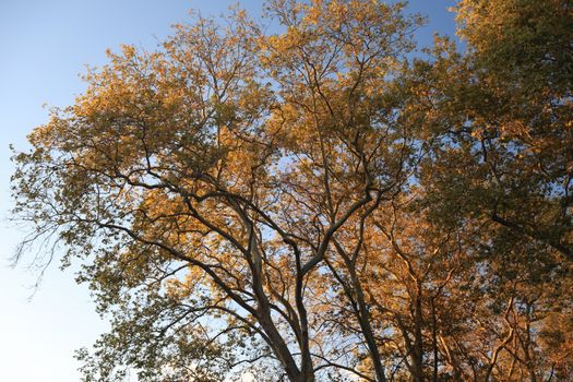 Stunning view of autumn tree canopy with golden leaves against a clear blue sky.