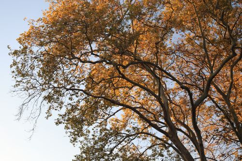 Free Breathtaking view of autumn leaves in golden hues against a clear blue sky. Stock Photo