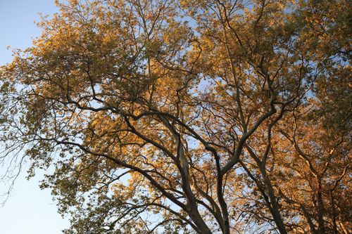 Free Golden autumn leaves of trees stretch across a clear blue sky, capturing the essence of fall. Stock Photo