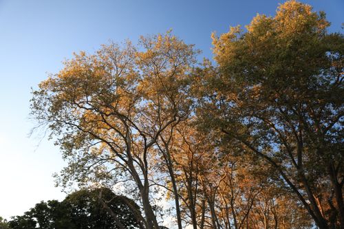 Free Tall trees with golden autumn leaves against a clear blue sky in a serene outdoor setting. Stock Photo