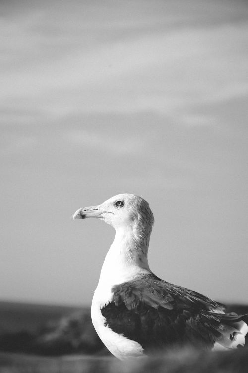 Free Striking black and white seagull portrait with ocean background, emphasizing serene coastal vibes. Stock Photo