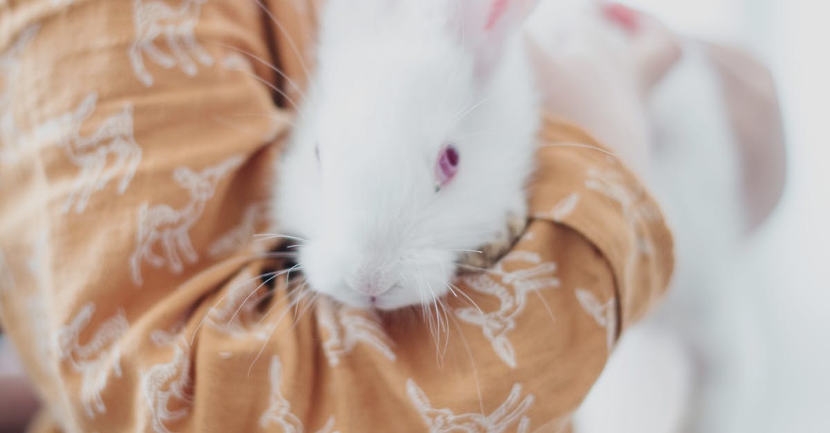 Unrecognizable child in casual dress embracing funny white bunny while standing on light blurred background as Easter celebration and child adventure concept