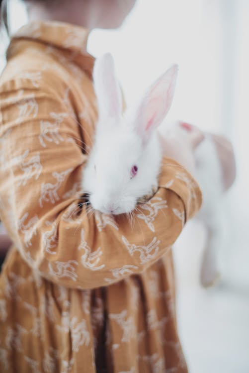 Unrecognizable child in casual dress embracing funny white bunny while standing on light blurred background as Easter celebration and child adventure concept