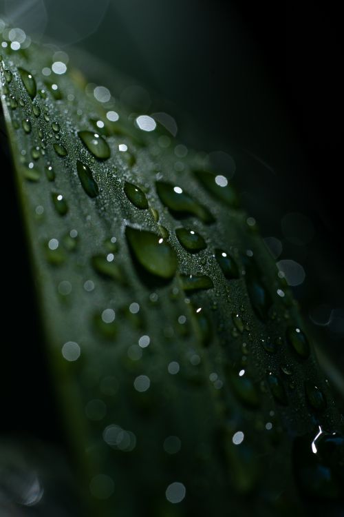 Free Macro photograph of dew drops on a leaf in a Romanian forest setting. Stock Photo