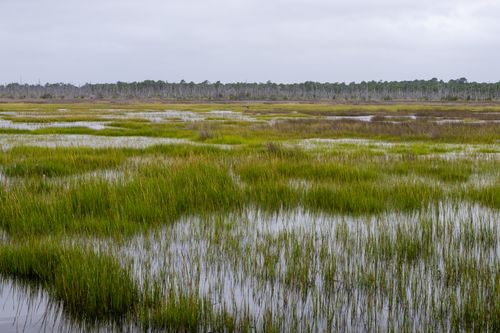 Free Captivating view of vibrant green marshes in North Carolina with a serene atmosphere. Stock Photo