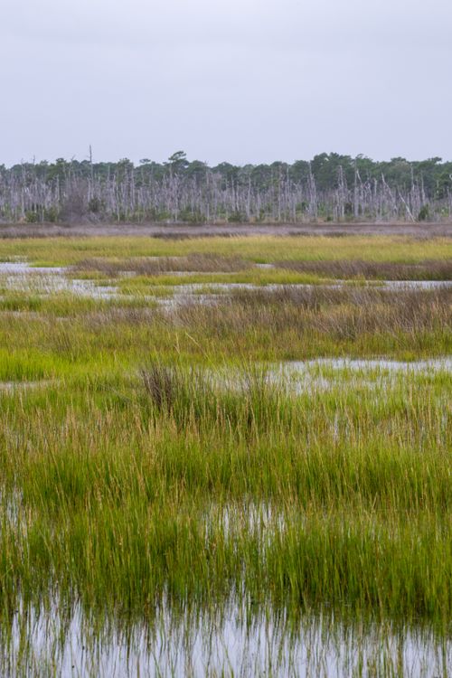 Free Tranquil view of a coastal marsh with greenery in North Carolina, USA. Stock Photo