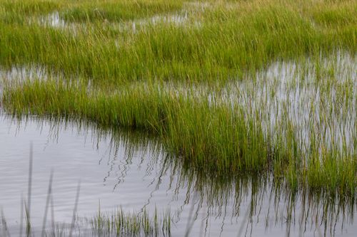 Free Vibrant green marsh grasses reflecting in brackish water, North Carolina. Stock Photo