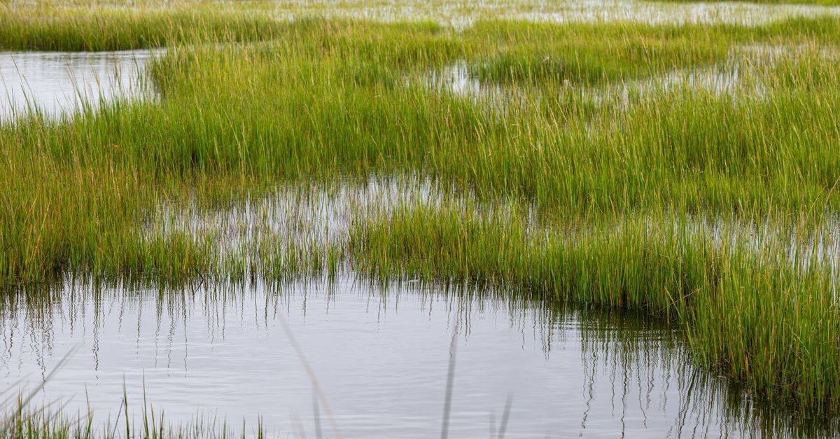 Peaceful view of coastal marshes with grassy wetlands in North Carolina.