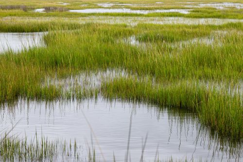 Free Peaceful view of coastal marshes with grassy wetlands in North Carolina. Stock Photo