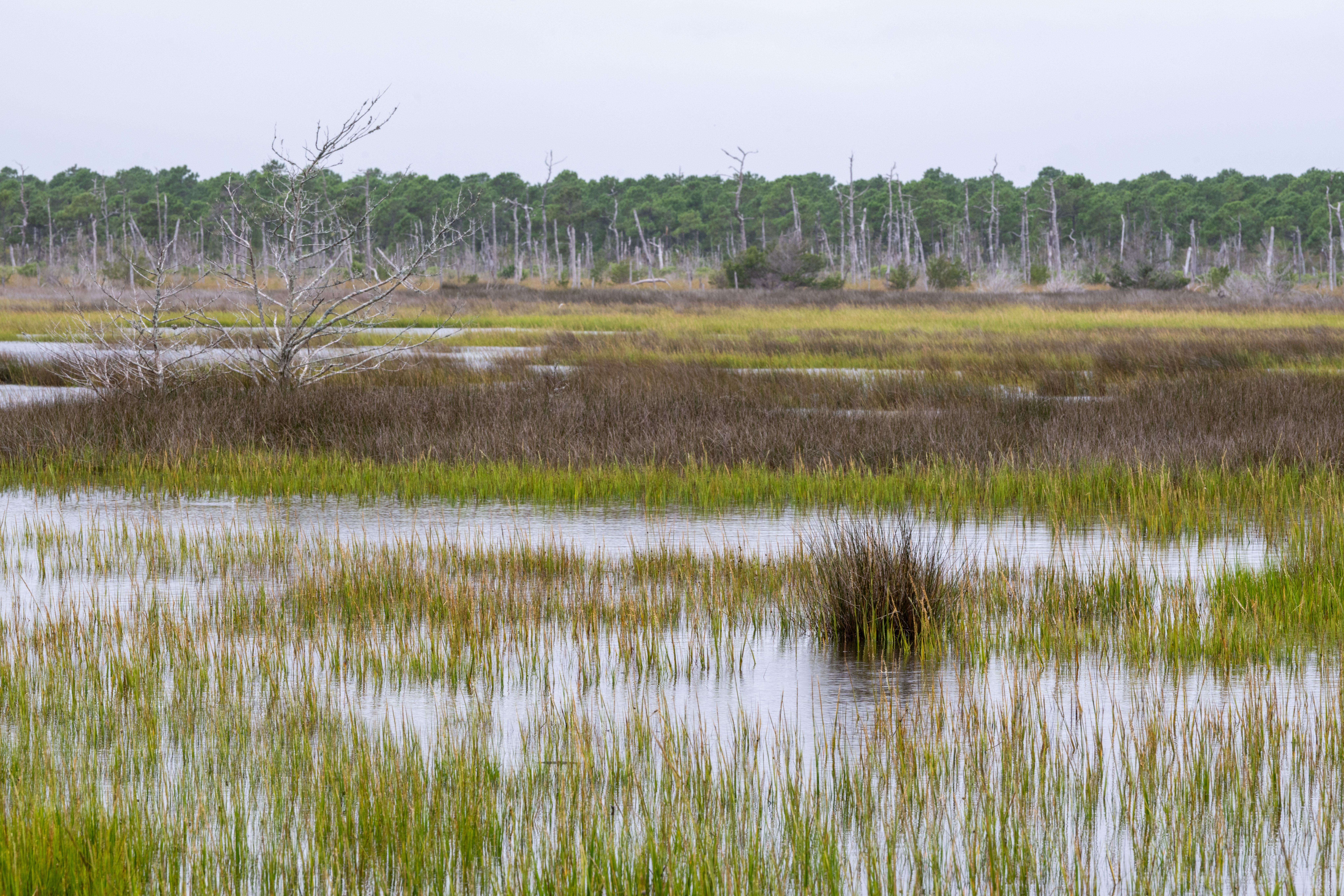 Tranquil view of coastal marshes in North Carolina showcasing lush wetlands and brackish waters.