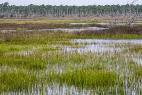 Free Beautiful green marshland landscape in North Carolina showcasing vibrant wetlands. Stock Photo