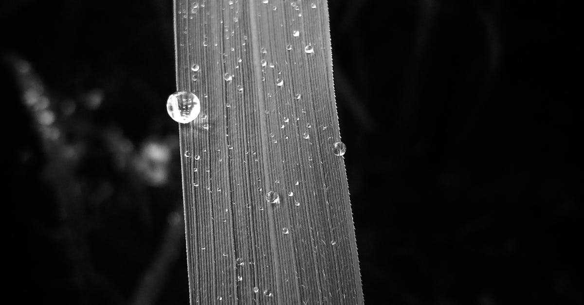 Free stock photo of raindrops