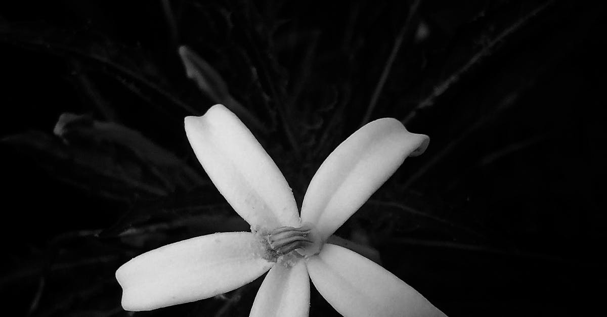 Free stock photo of beautiful flowers, black and white, monochrome photography
