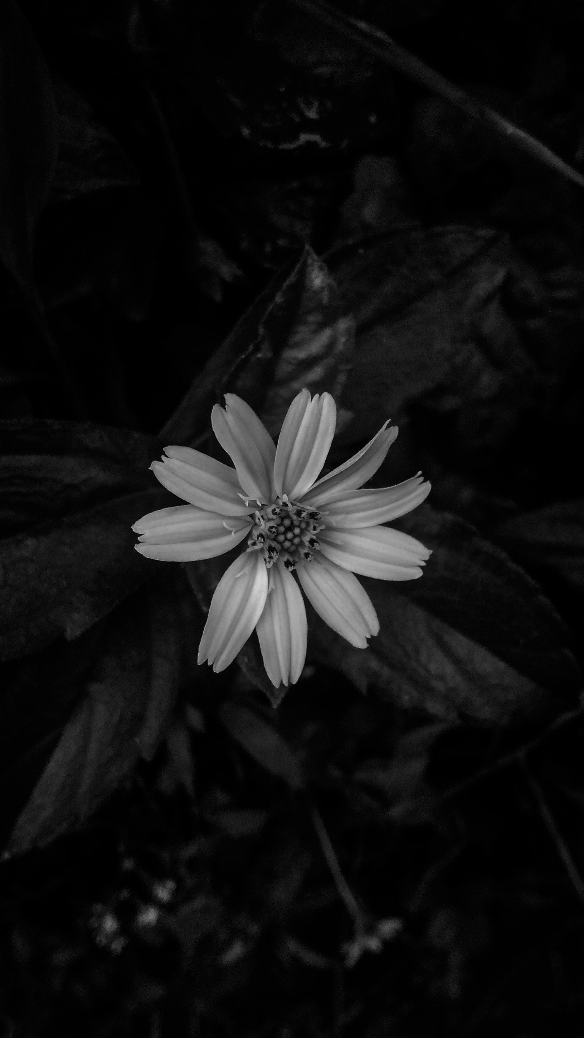 Free stock photo of beautiful flowers, black and white, flower garden